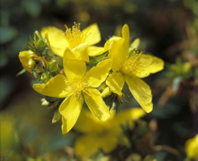 Hypericum perforatum (äkta johannesört)