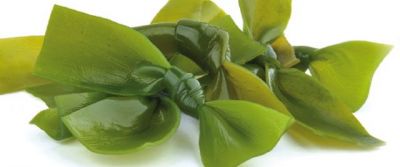 Kelp