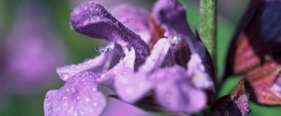 Salvia officinalis