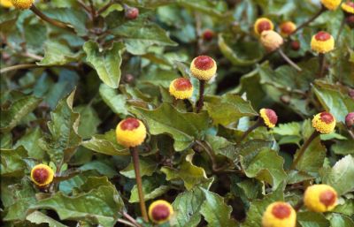 Spilanthes oleracea