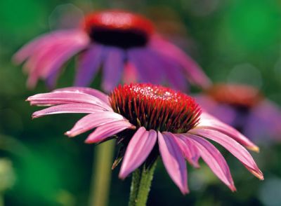 Echinacea purpurea