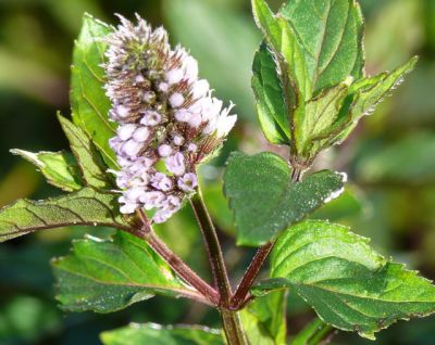 Mentha piperita