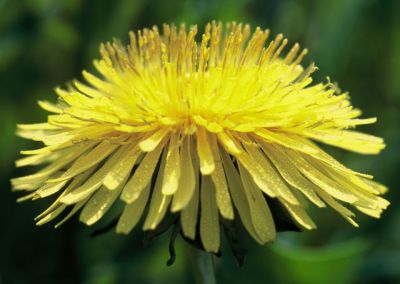 Taraxacum officiniale