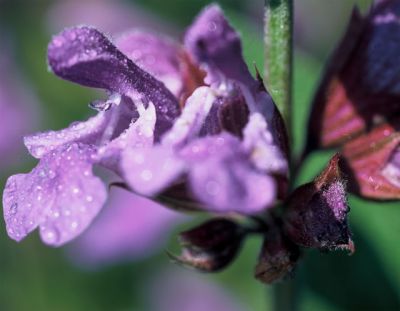 Salvia officinalis