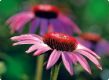 Echinacea purpurea - Röd solhatt