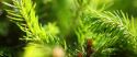 Picea abies - granskott