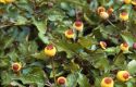 Spilanthes oleracea