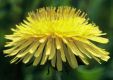Taraxacum officiniale