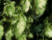Humulus lupulus