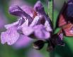 Salvia officinalis