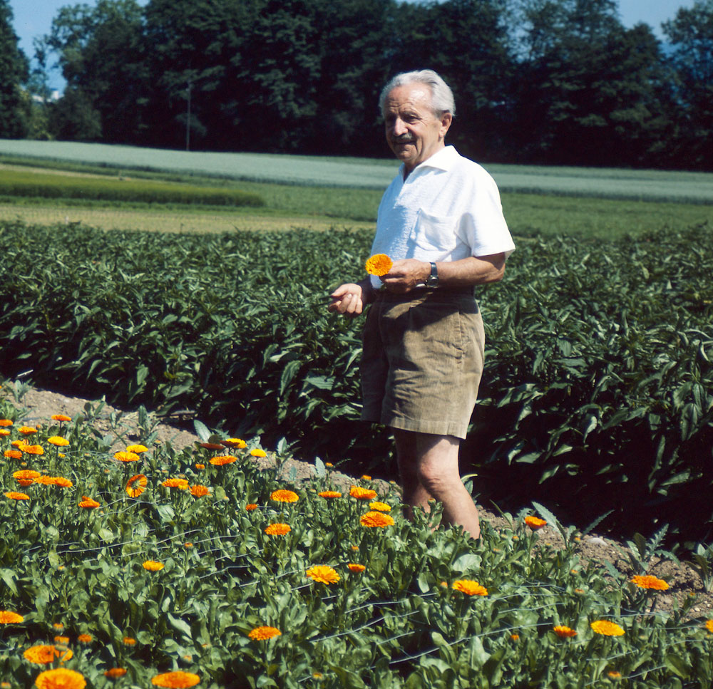 Alfred Vogel bredvid ett ringguld (Calendula officinalis) fält i Roggwil, Schweiz.