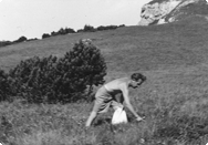 Alfred Vogel plockar växter Alfred Vogel plockar växter