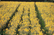 Arnica montana - slåttergubbe fält Arnica montana - slåttergubbe fält