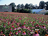Fält med Echinacea purpurea Fält med Echinacea purpurea