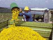 Skörd av gula blommor Skörd av gula blommor