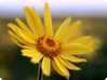 Arnica montana L. - slåttergubbe Arnica montana L. - slåttergubbe