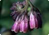 Symphytum officinale - äkta vallört Symphytum officinale - äkta vallört