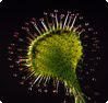Drosera rotundifolia - sileshår Drosera rotundifolia - sileshår