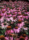 Echinacea purpurea fält Echinacea purpurea fält