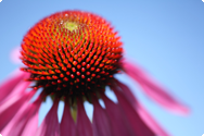 Echinacea purpurea - röd solhatt Echinacea purpurea - röd solhatt