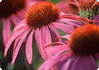 Echinacea purpurea - röd solhatt Echinacea purpurea - röd solhatt