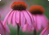 Echinacea purpurea - röd solhatt Echinacea purpurea - röd solhatt