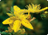 Hypericum perforatum L. - äkta johannesört Hypericum perforatum L. - äkta johannesört