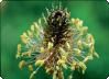 Plantago lanceolata L. - svarkämpar Plantago lanceolata L. - svarkämpar