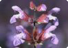Salvia officinalis L. - kryddsalvia