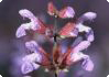 Salvia officinalis L. - kryddsalvia Salvia officinalis L. - kryddsalvia