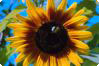 Helianthus annuus L. - solros Helianthus annuus L. - solros