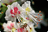 Aesculus hippocastanum – hästkastan Aesculus hippocastanum – hästkastan
