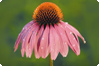 Echinacea purpurea - röd solhatt Echinacea purpurea - röd solhatt