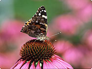 Echinacea purpurea Echinacea purpurea