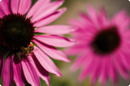 Echinacea purpurea - röd solhatt Echinacea purpurea - röd solhatt