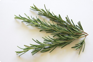 Rosmarin - Rosmarinus officinalis Rosmarin - Rosmarinus officinalis