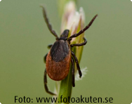 Fästing - Ixodes scapularis Fästing - Ixodes scapularis