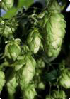 Humulus lupulus - humle Humulus lupulus - humle