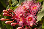 Eukalyptus - Eucalyptus globulus Eukalyptus - Eucalyptus globulus