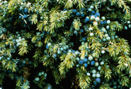 Enbär - Juniperus communis