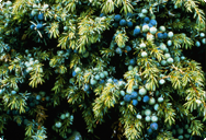 Enbär - Juniperus communis Enbär - Juniperus communis