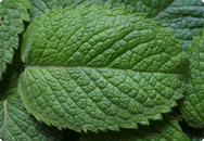 Pepparmint - Mentha piperita Pepparmint - Mentha piperita