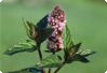 Mentha piperita L. - pepparmynta Mentha piperita L. - pepparmynta