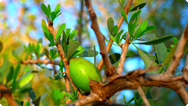 Argan Argan