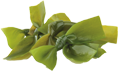 Kelp