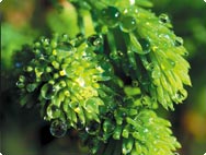 Picea abies - granskott Picea abies - granskott