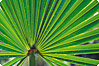Serenoa repens – sågpalmetto Serenoa repens – sågpalmetto