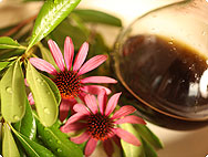 Echinacea purpurea stilleben Echinacea purpurea stilleben