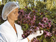 Kvinna i skyddskläder med Echinacea purpurea