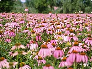 Echinacea purpurea, röd solhatt Echinacea purpurea, röd solhatt